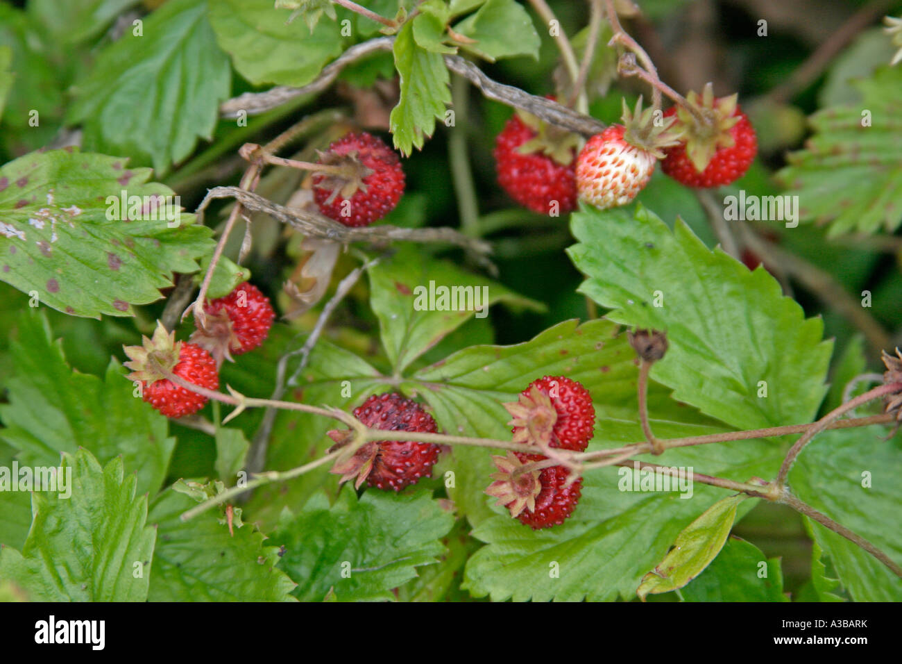 Wild strawberry Fragaria vesca plant with ripe fruit Stock Photo - Alamy
