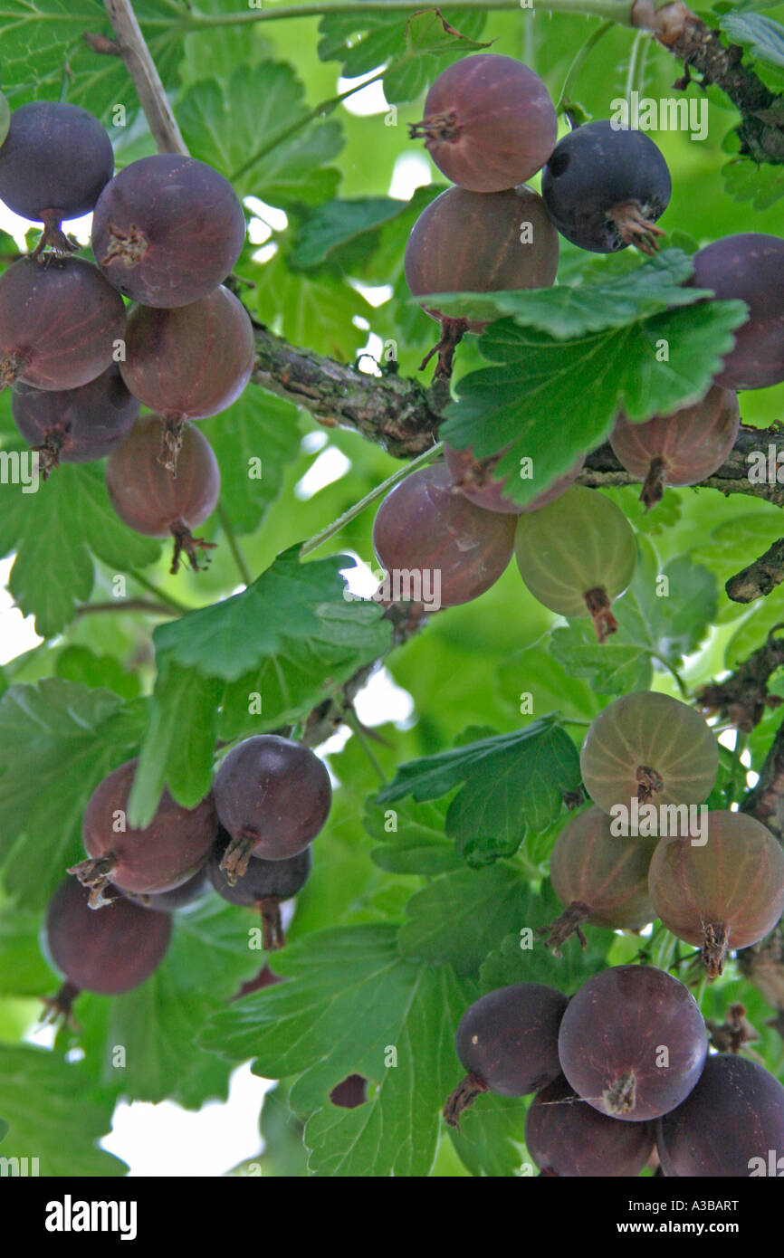 Worcesterberry Ribes divaricatum close up of ripe fruit Stock Photo