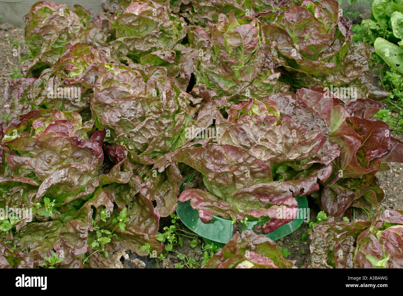 Slug protection bottle cloche barrier showing mature crop of lettuce Stock Photo