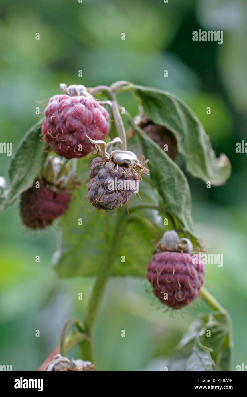 Sunstroke raspberries berries dried out bu prolonged sunshine Stock Photo