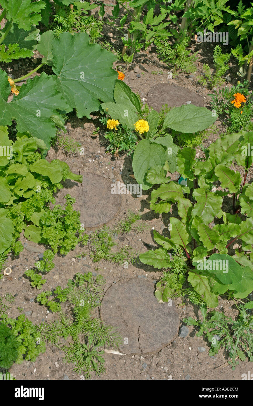 Stepping stones made from tree trunk sections in veg garden Stock Photo