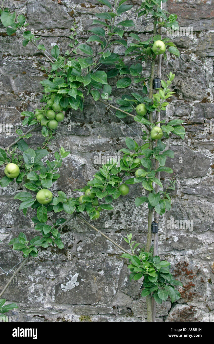 Apples growing in lattice formation against wall Stock Photo