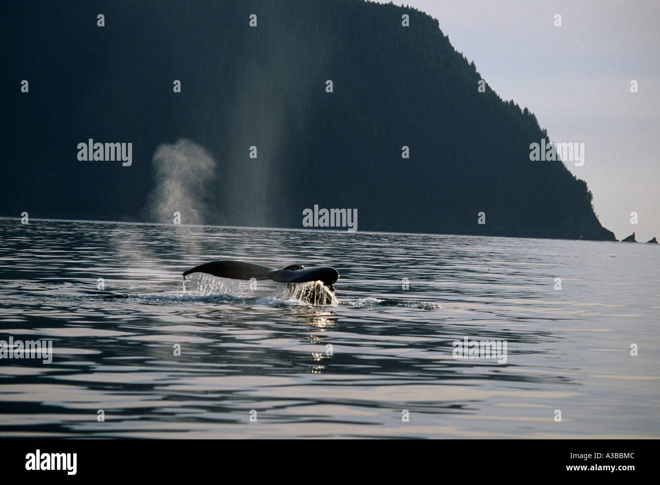 Humpback whale alaska beautiful hi-res stock photography and images - Alamy