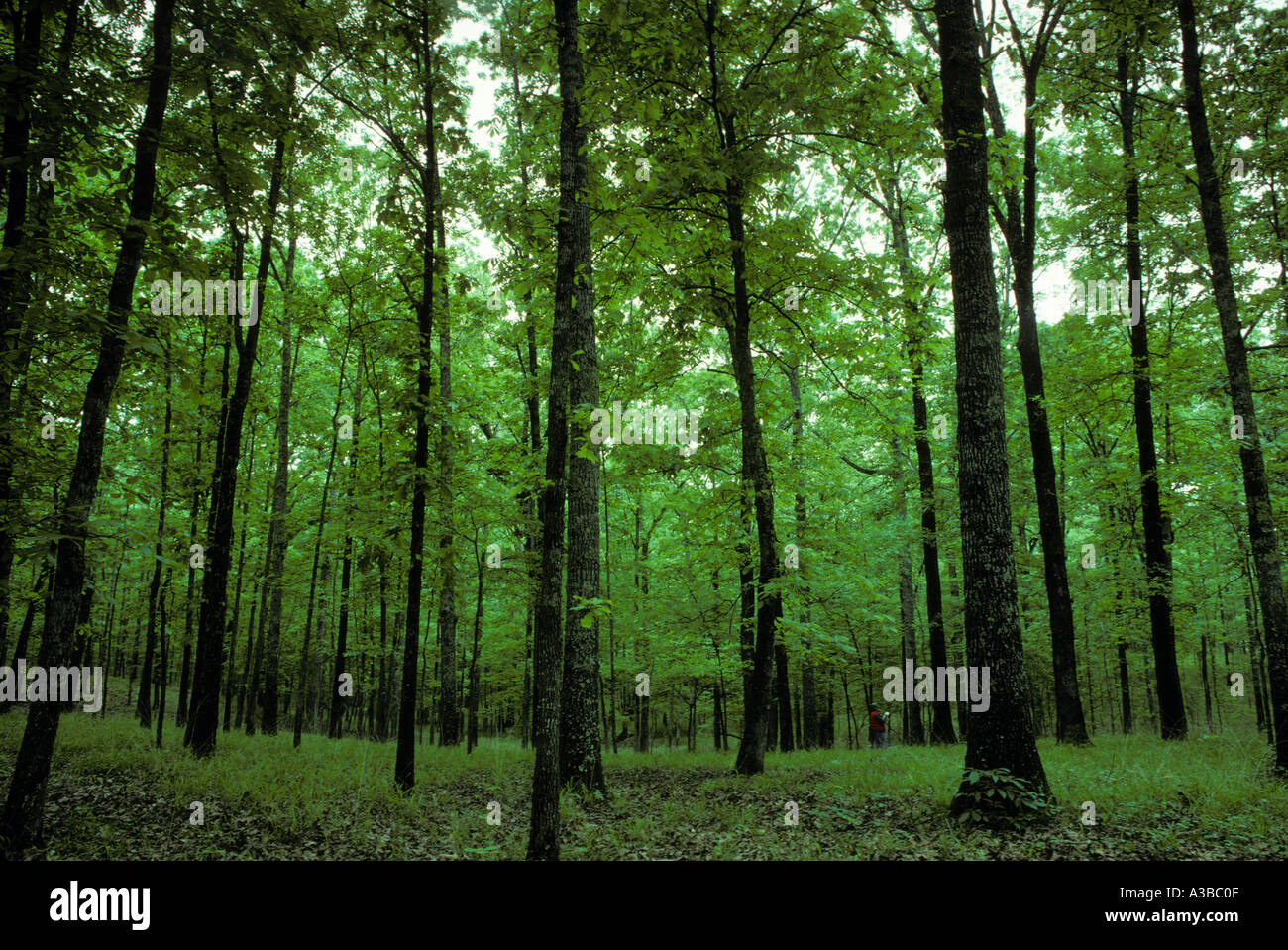forester inspecting stand of Red Oak trees in Arkansas Stock Photo Alamy