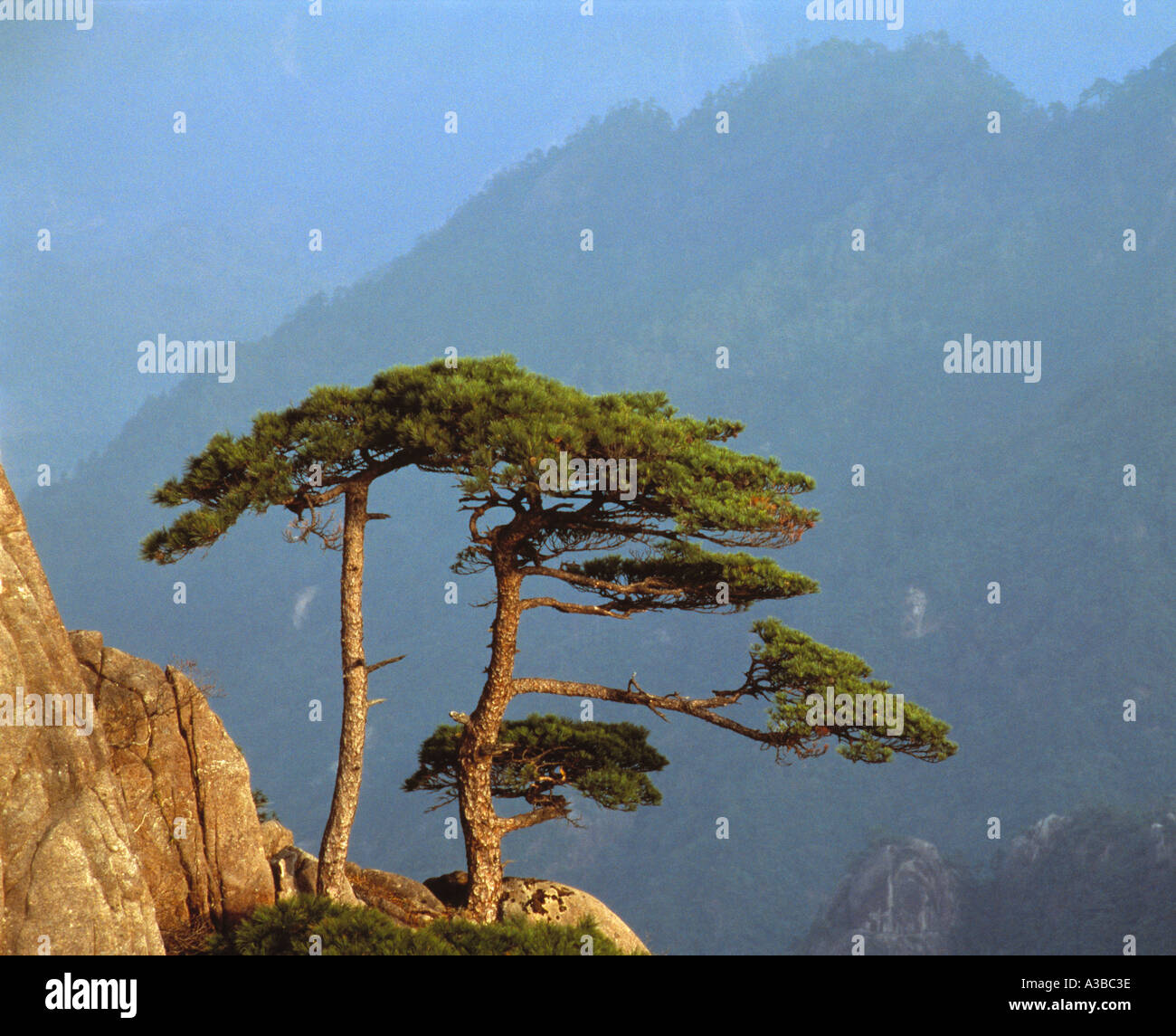 Huangshan Pine Huangshan Mountains National Park People S Republic Of huangshan-pine-huangshan-mountains-national-park-people-s-republic-of