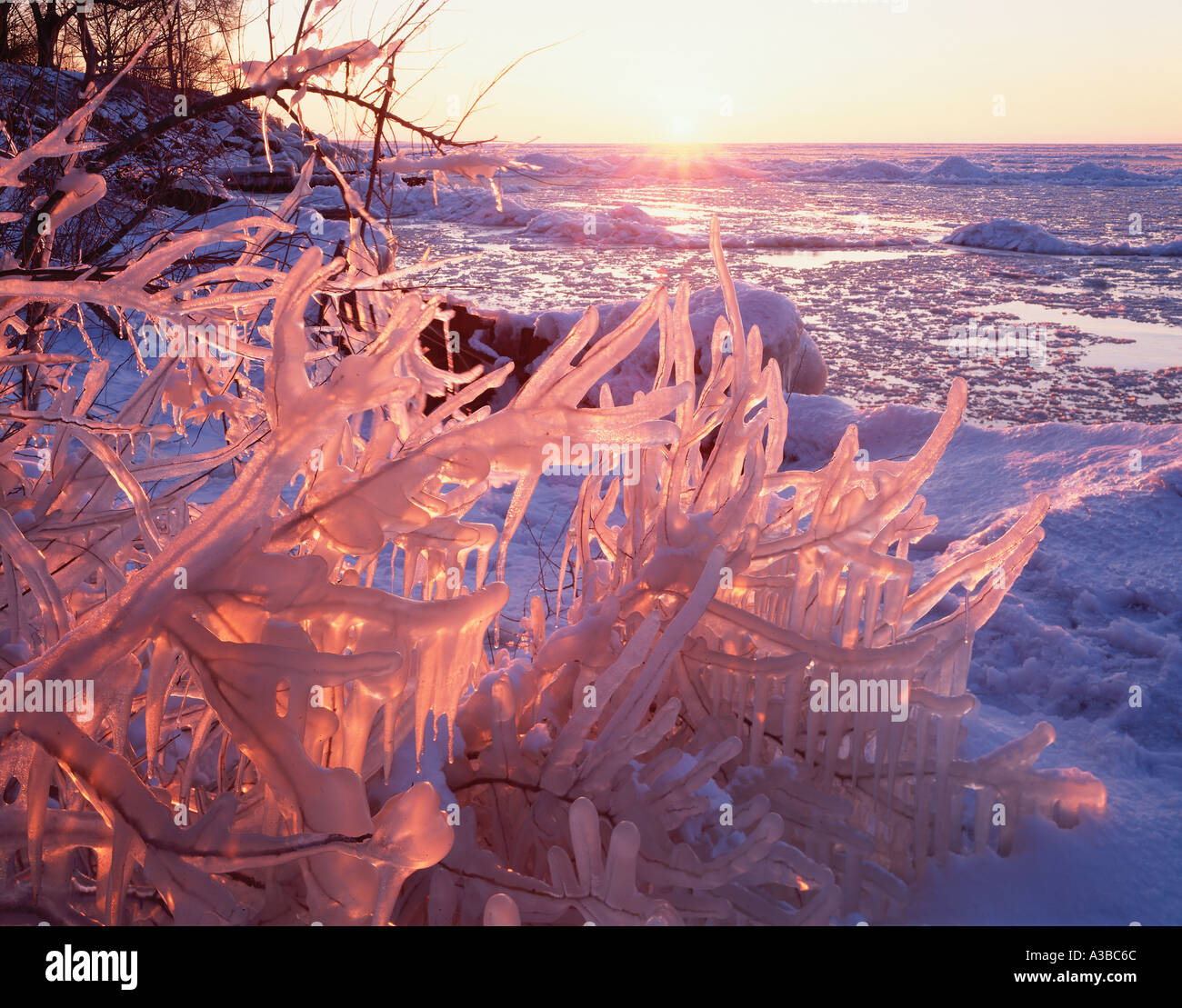 Ice covered Trees Along Lake Erie Cedar Point National Wildlife Refuge