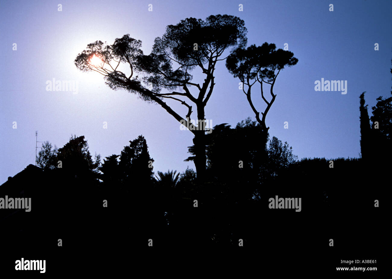 Pine tree black silhouette hi-res stock photography and images - Alamy