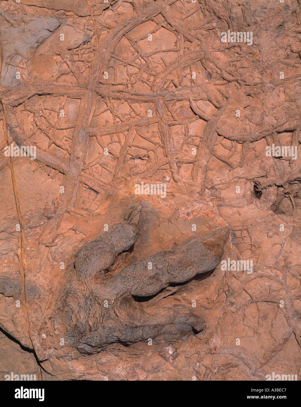 Diplophosaurus Footprint Natural Fossil Cast of Jurassic Dinosaur Foot