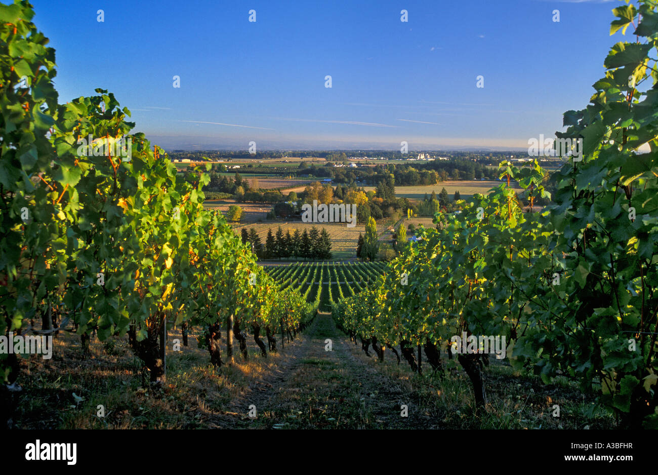 Wine grape vines and view of Willamette Valley from Champoeg Vineyards Oregon Stock Photo