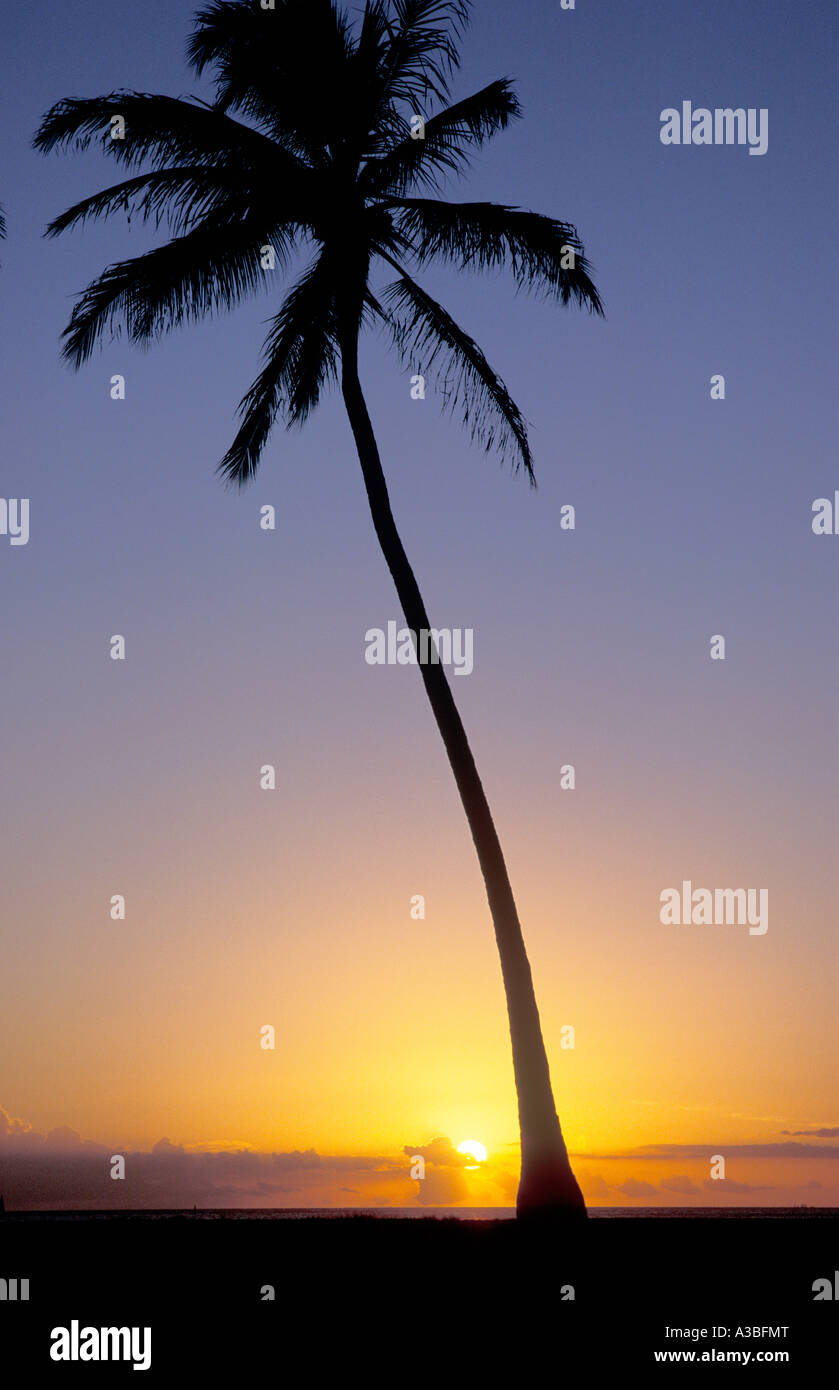 Coconut Palm tree silhouetted at sunset Magic Island Ala Moana Beach