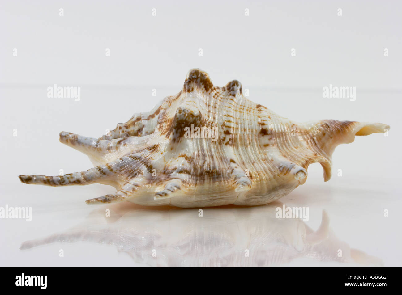 A spiny sea shell up close on white Stock Photo - Alamy