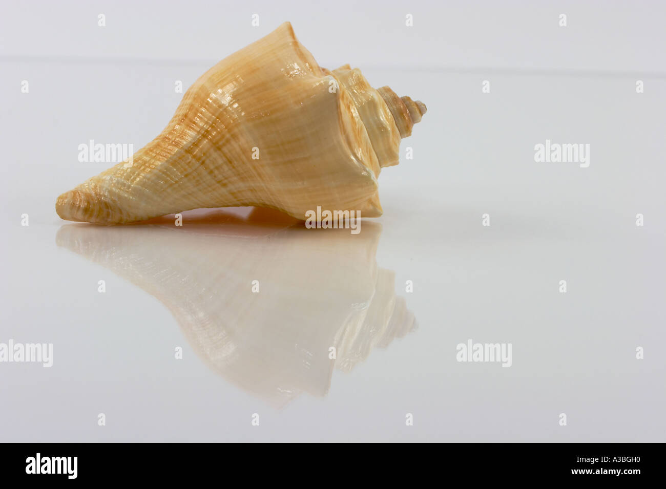 A close up (macro) of a Florida fighting conch shell on a white