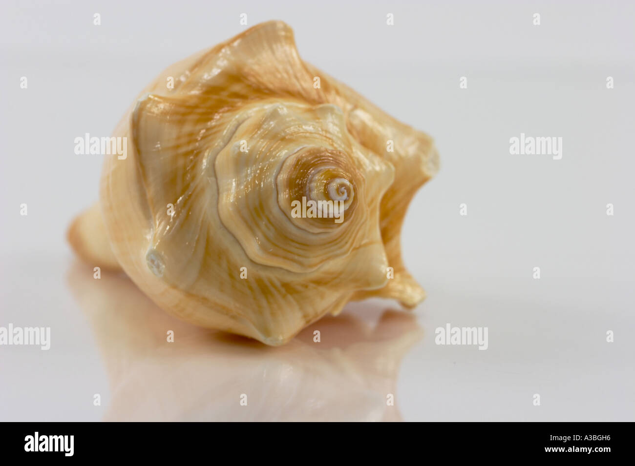 A close up (macro) of a Florida fighting conch shell on a white