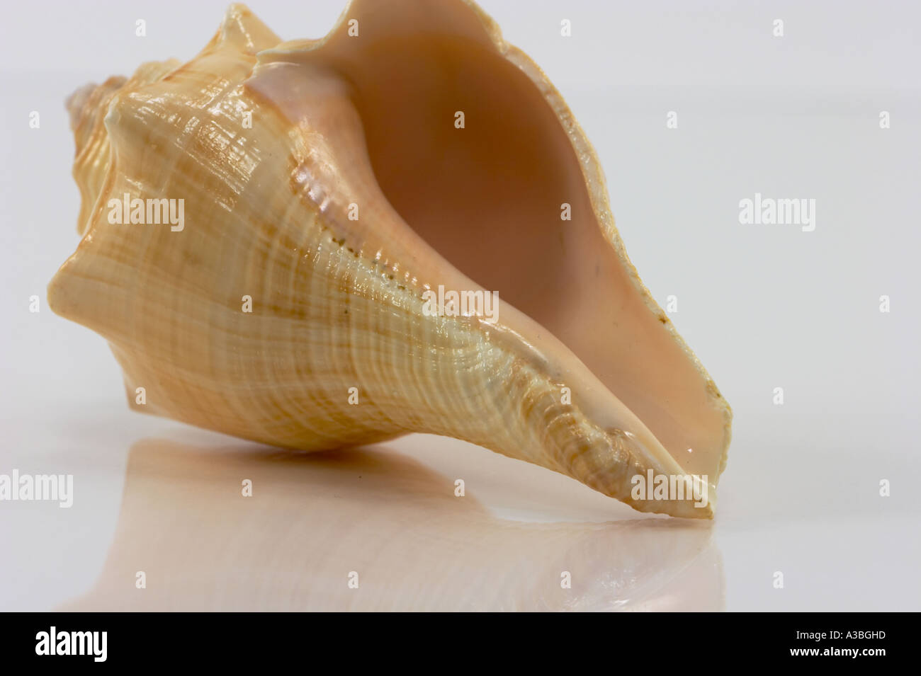 A close up (macro) of a Florida fighting conch shell on a white