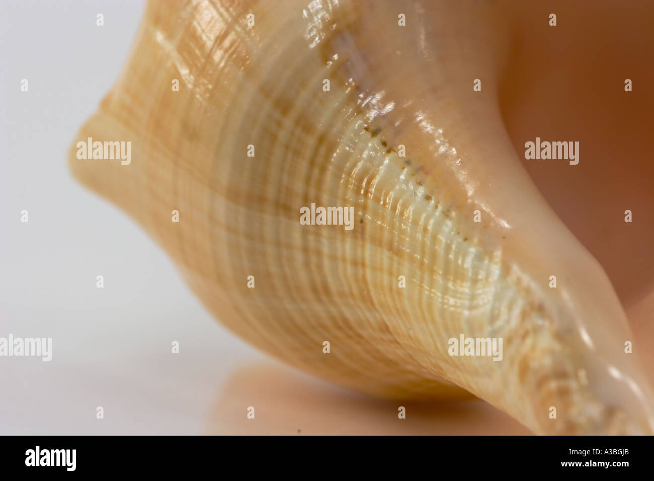 A close up (macro) of a Florida fighting conch shell on a white