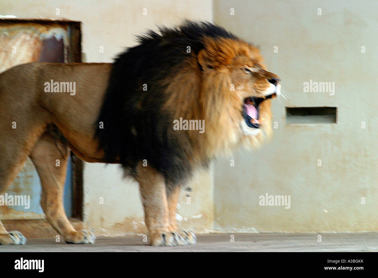 lion in a zoo Stock Photo - Alamy