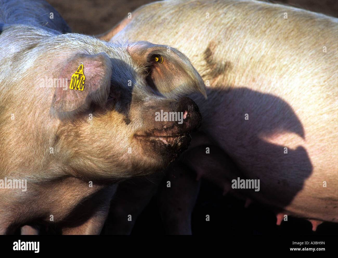Freerange pigs, Iken, Suffolk, UK. Stock Photo