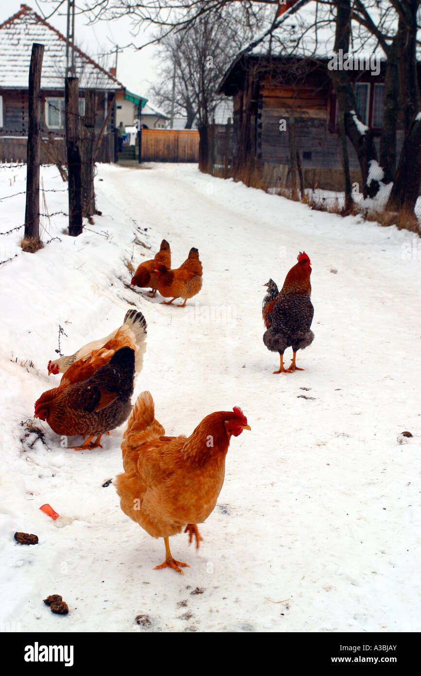 chickens in snow Stock Photo Alamy