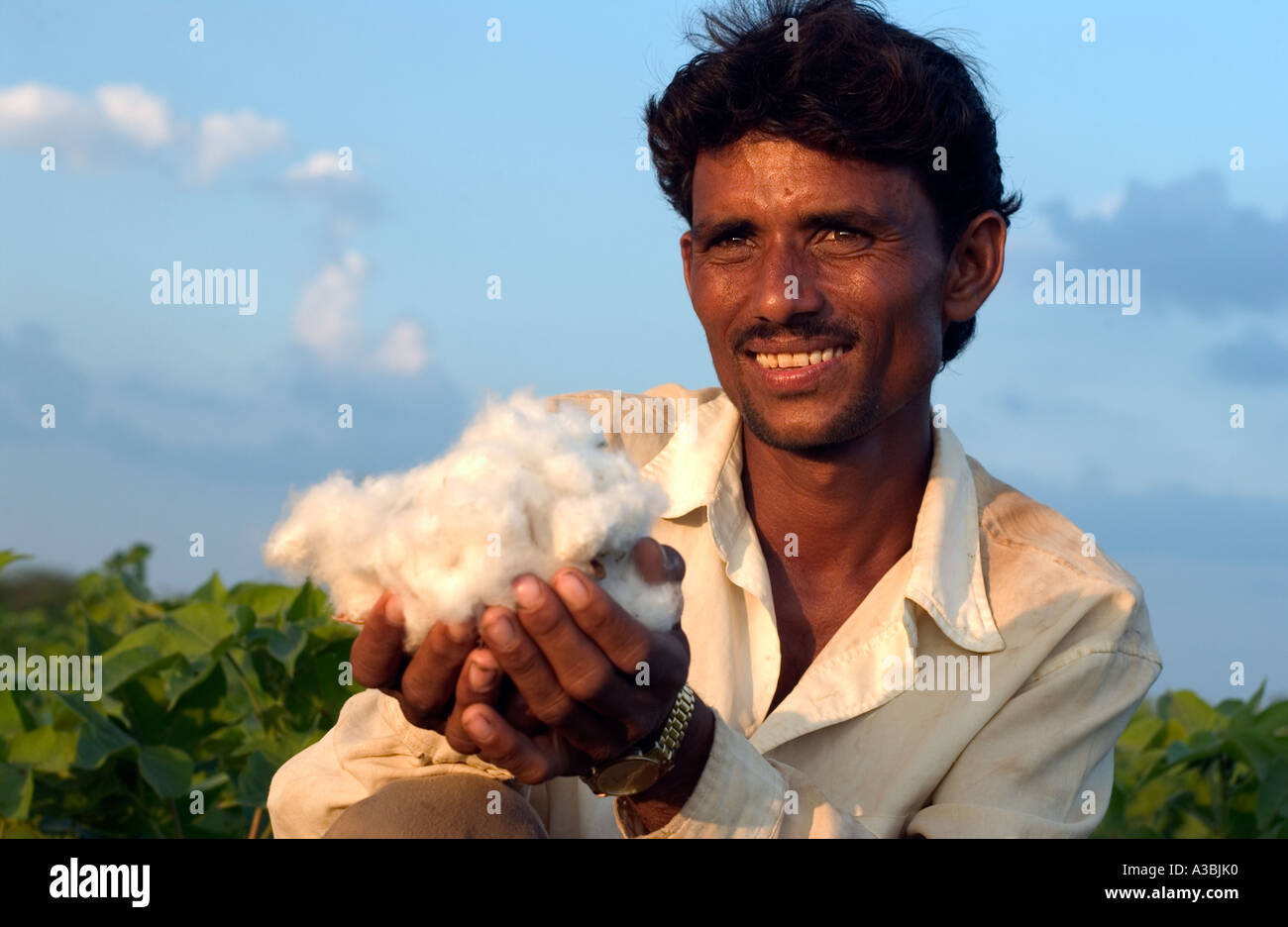 Farmer in Guajarat India grows cotton that he sells under the Fairtrade scheme to Marks and Spencer Stock Photo