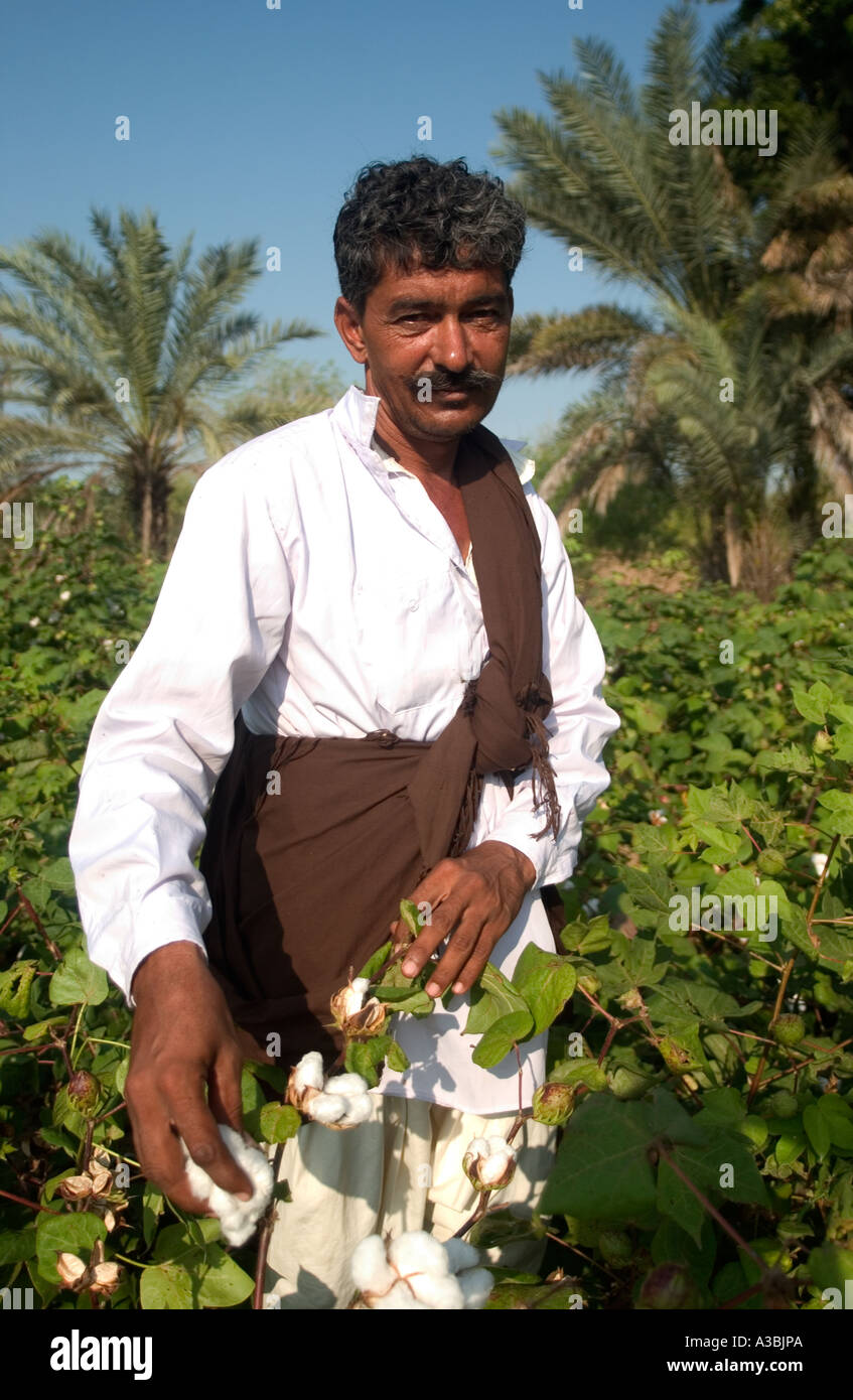 Cotton farmer harvesting his crop. He sells his cotton under the Fairtrade scheme to supermarkets in the UK Stock Photo