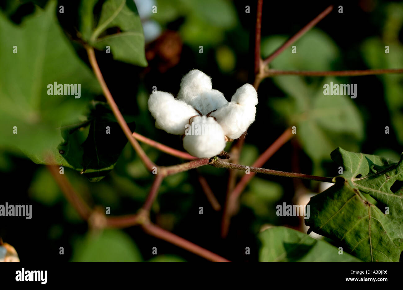 Cotton growing in a field in Gujarat, India. This cotton is sold under