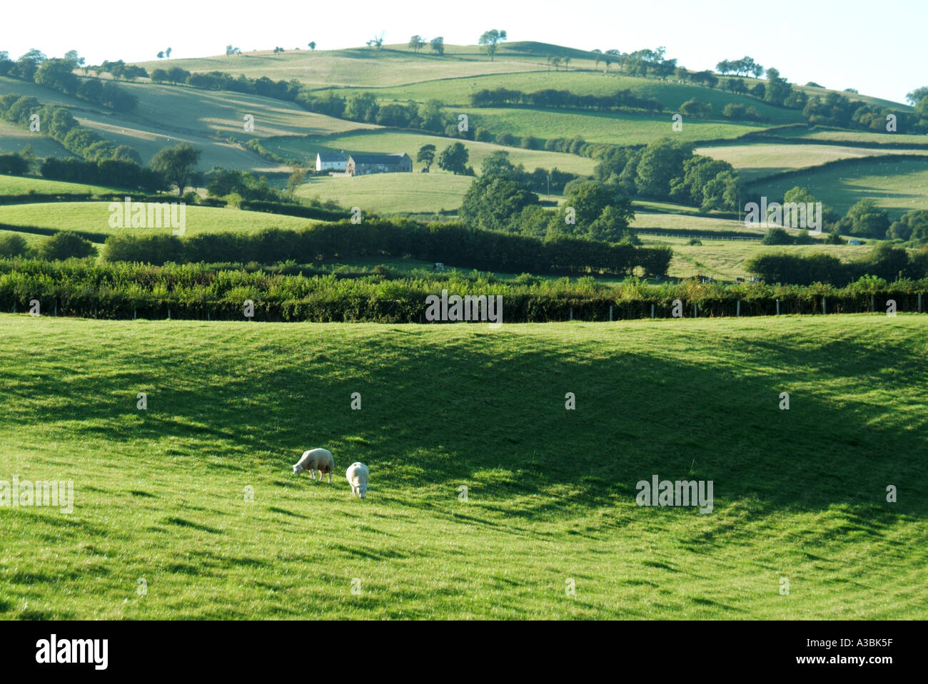 Brecon Beacons National Park hilly green field farming landscape sheep