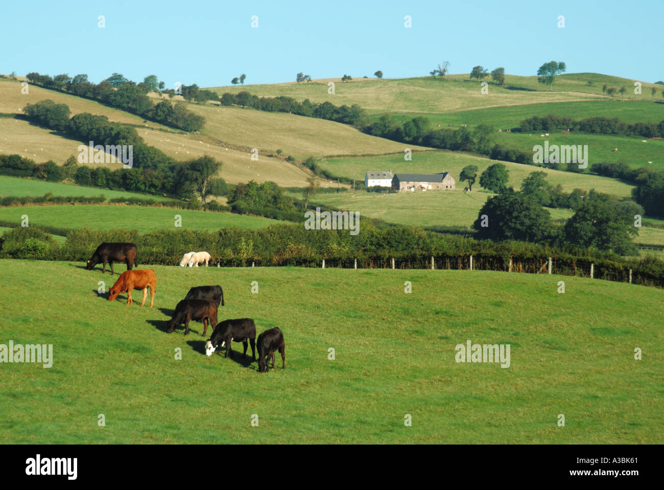 Brecon Beacons National Park hilly green field farming landscape cattle & sheep grazing remote