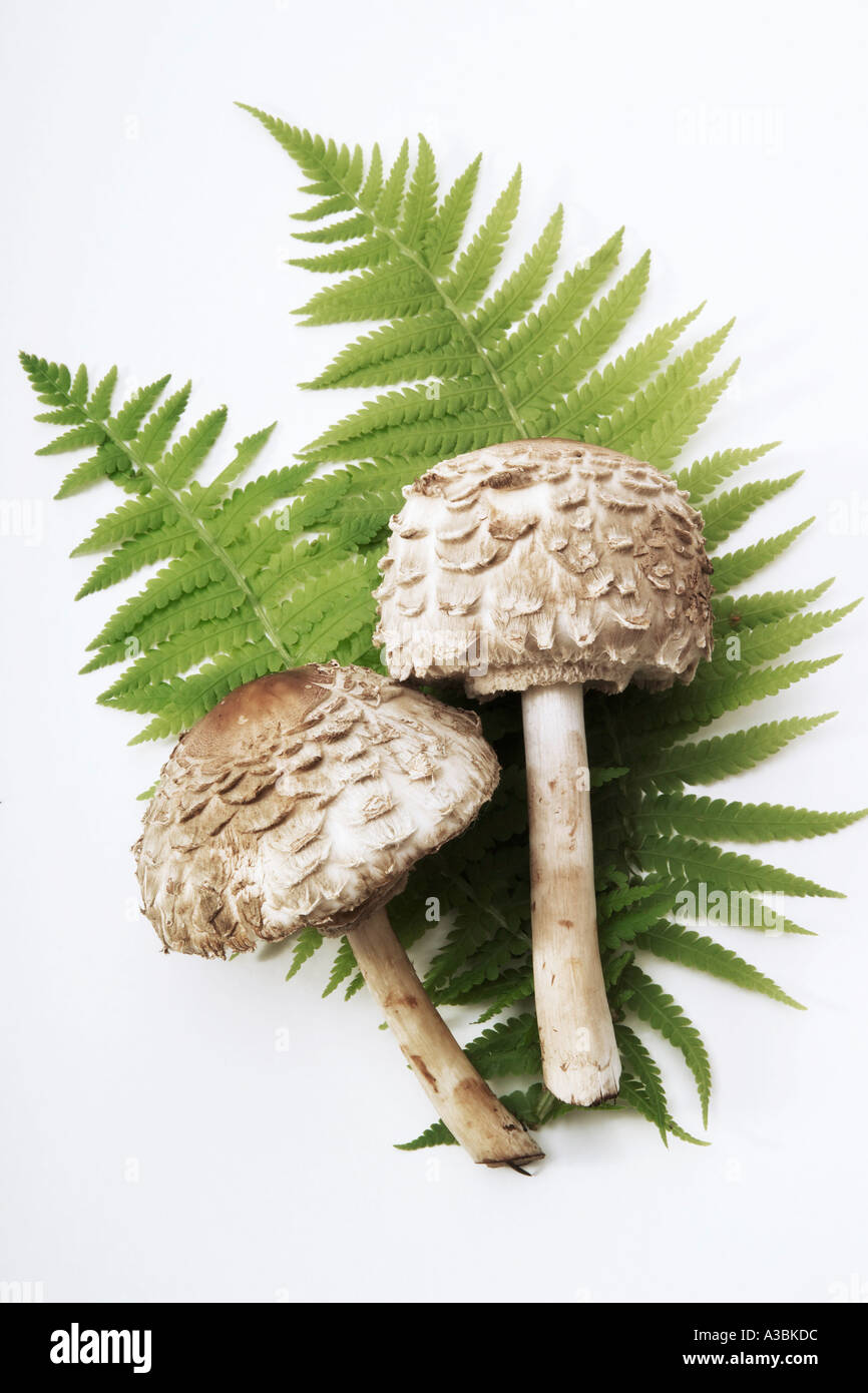 Parasol mushrooms, elevated view Stock Photo