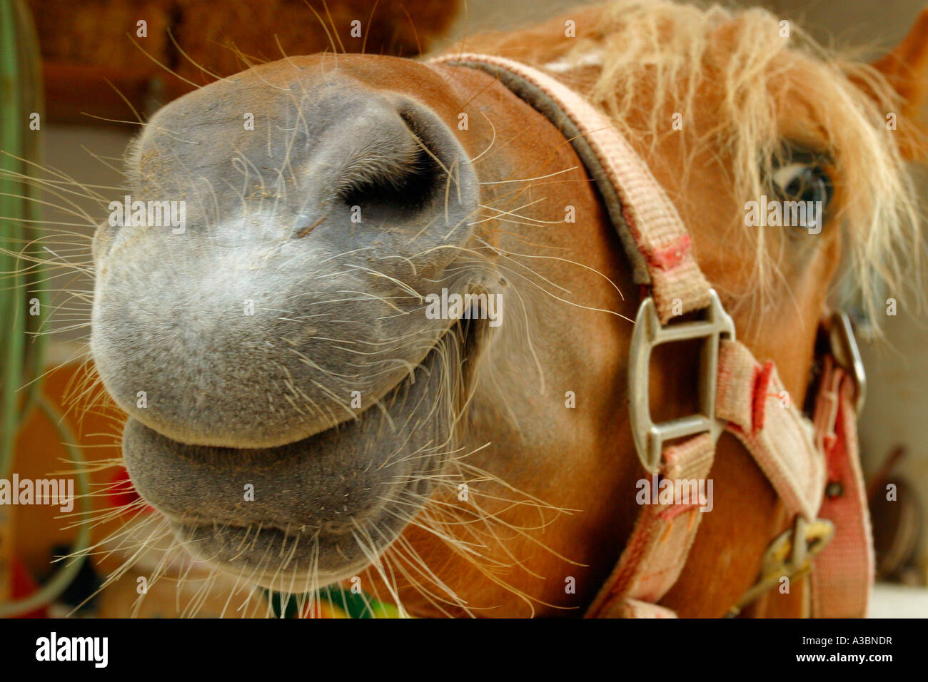 horse face close up Stock Photo Alamy