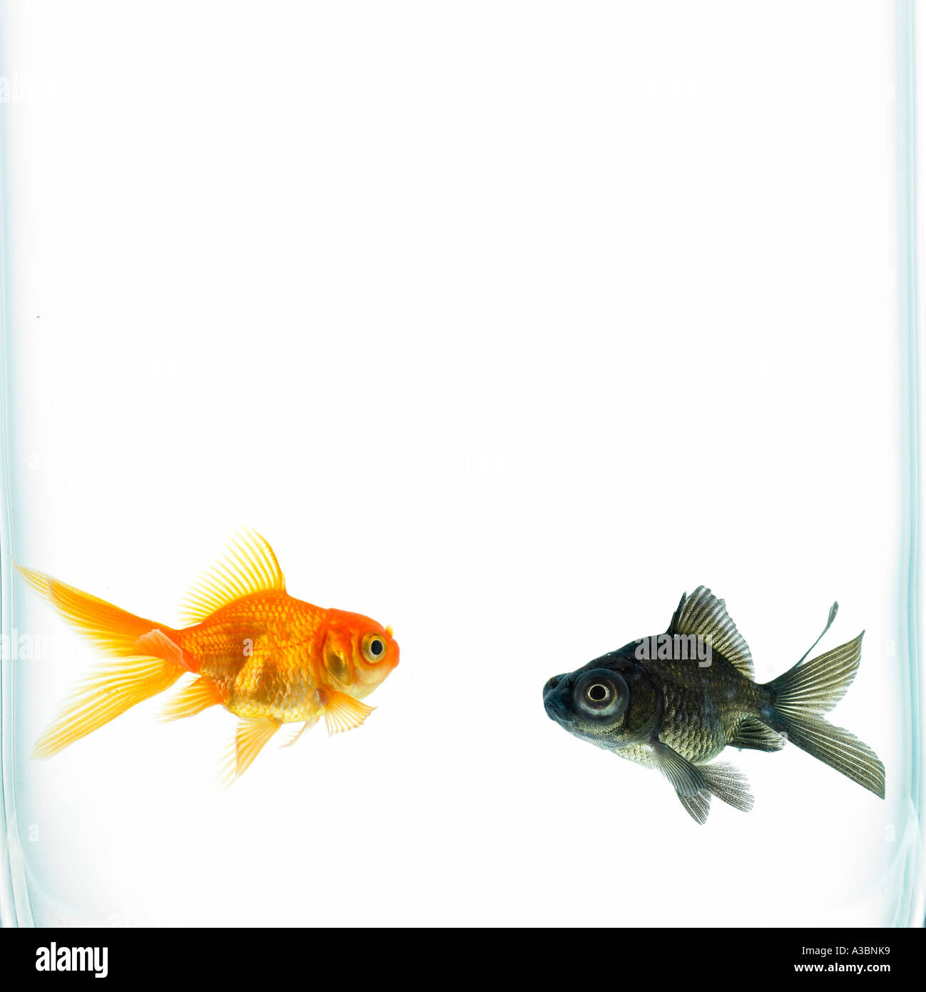 two fish in the water swimming together Stock Photo - Alamy