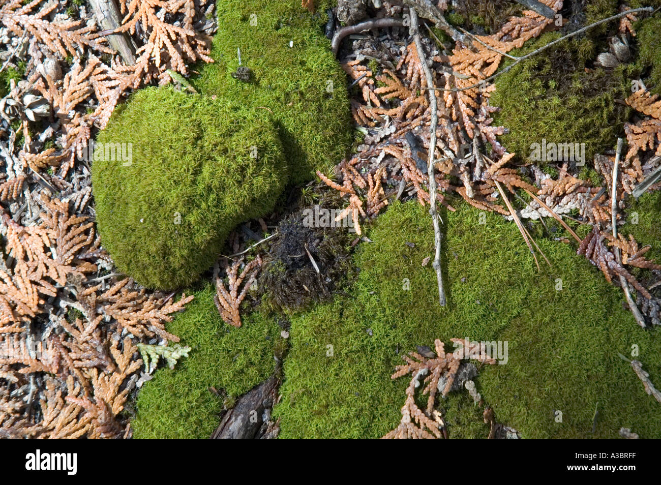 Moss growing on the forest floor surrounded by dead cedar leaves Stock Photo