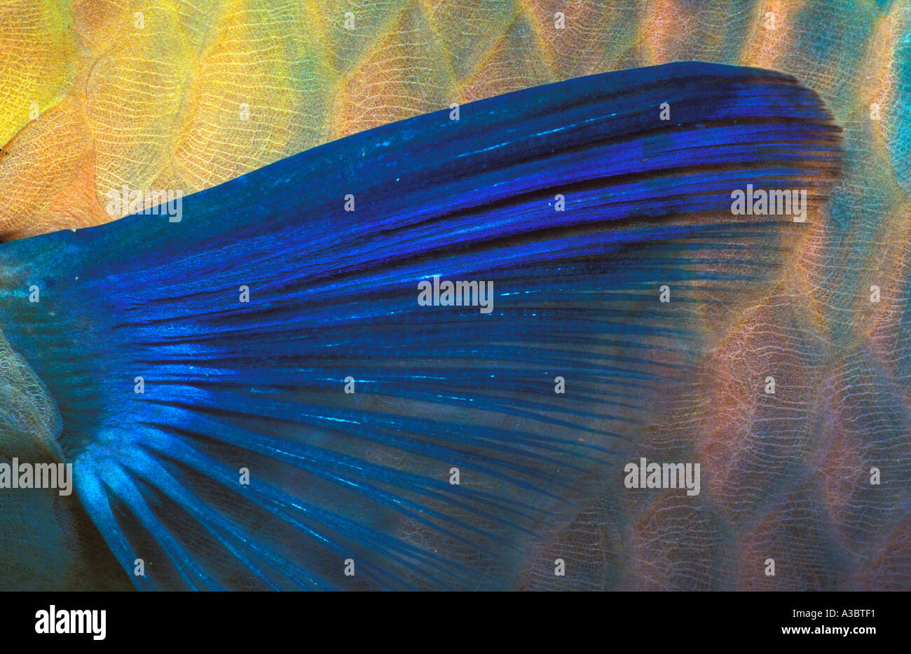 Parrotfish fin, close-up Stock Photo