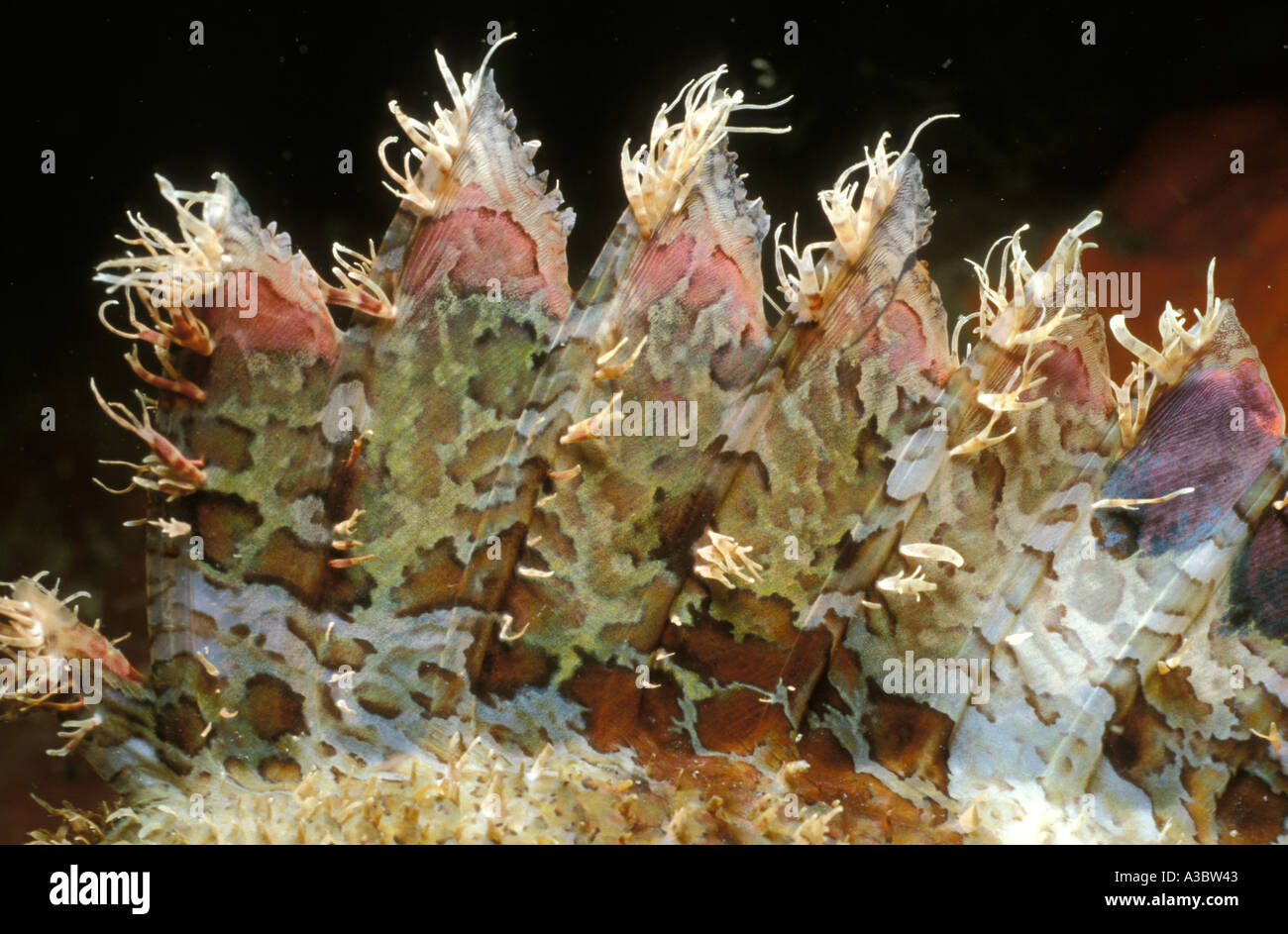 Dorsal fin of scorpionfish Stock Photo