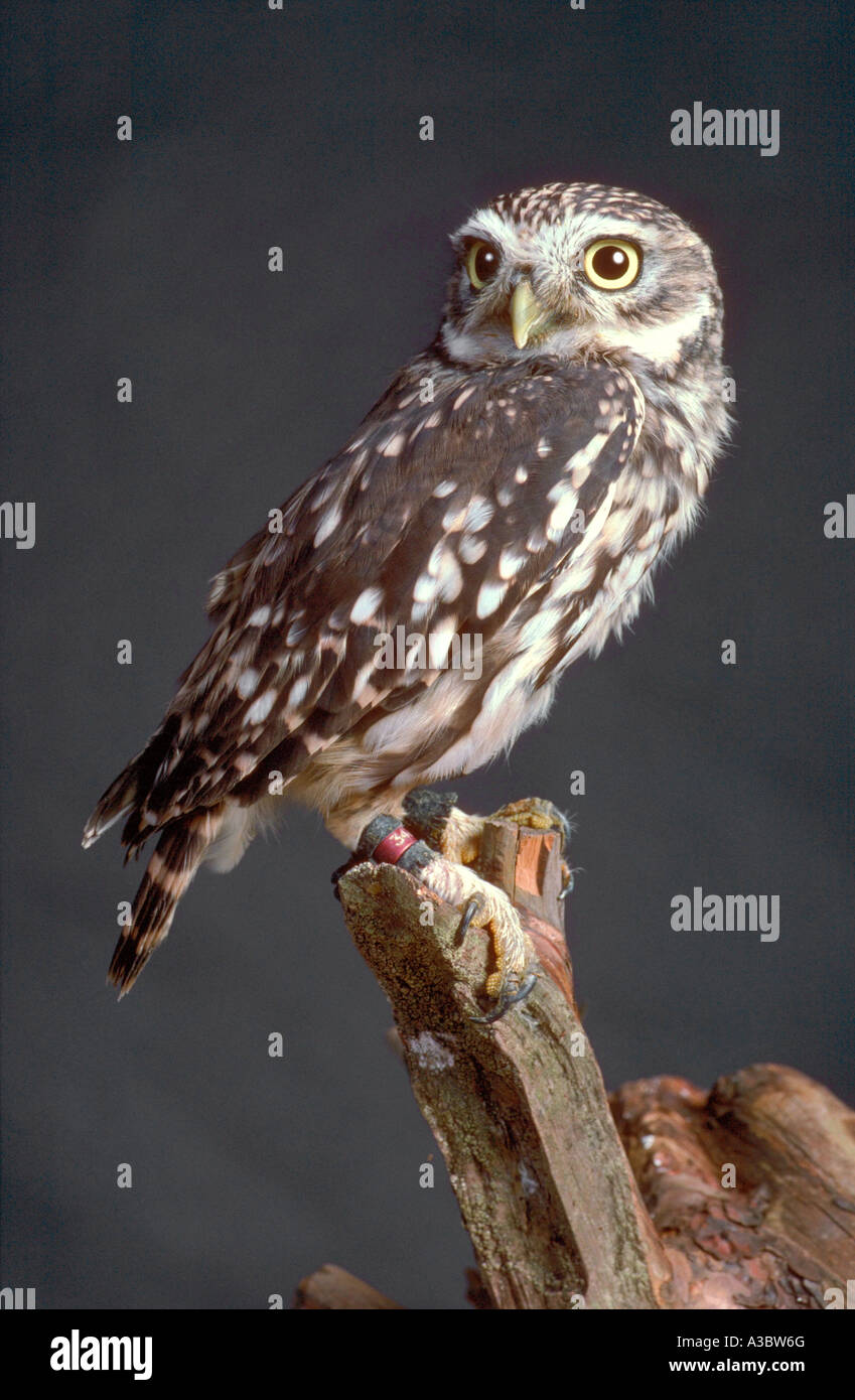 Little Owl, Athene noctua vidalii Stock Photo