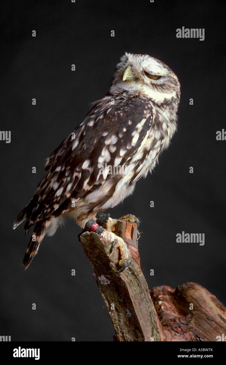 Little Owl, Athene noctua vidalii Stock Photo