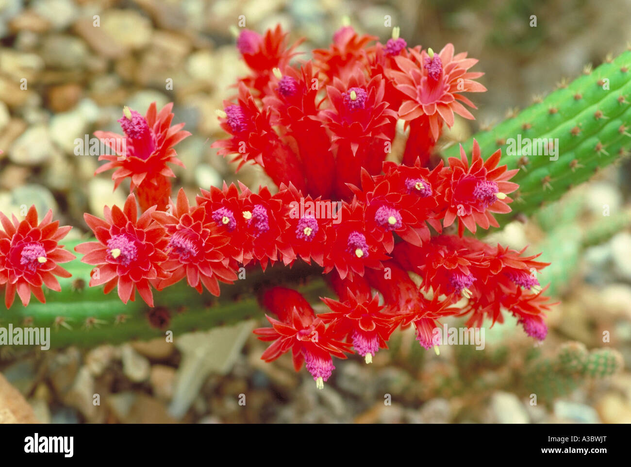 Cleistocactus samaipatanus (Syn. Borzicactus samaipatanus), Cactaceae. Bolivia, Peru, South America. Stock Photo