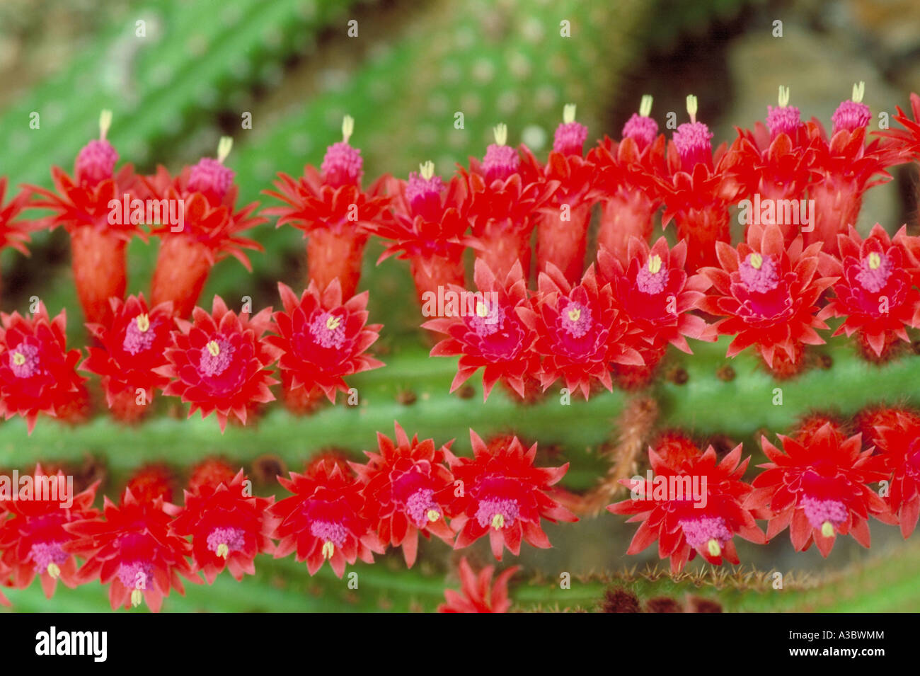 Cleistocactus samaipatanus (Syn. Borzicactus samaipatanus), Cactaceae. Bolivia, Peru, South America. Stock Photo
