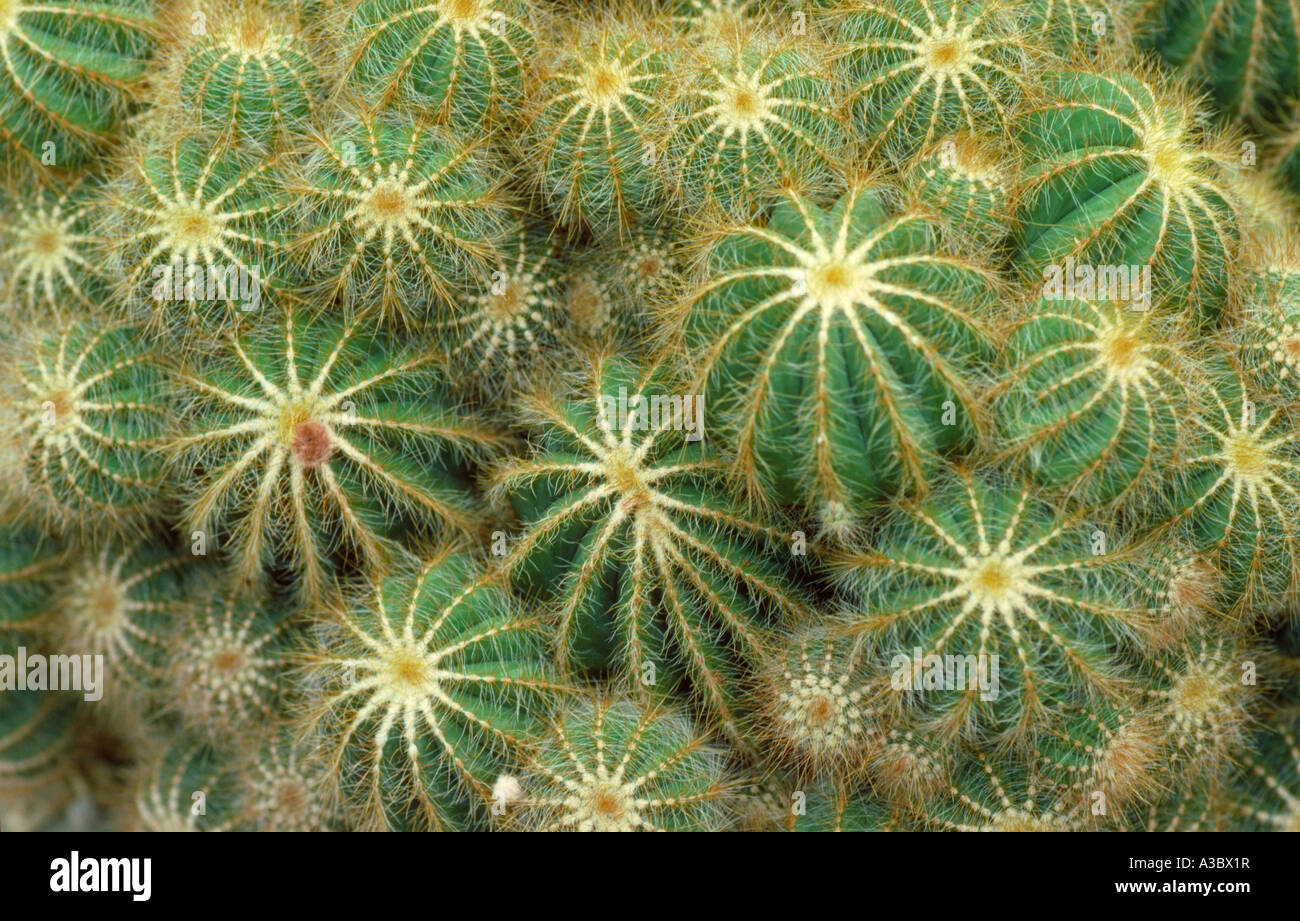 Cactus Notocactus magnificus Stock Photo