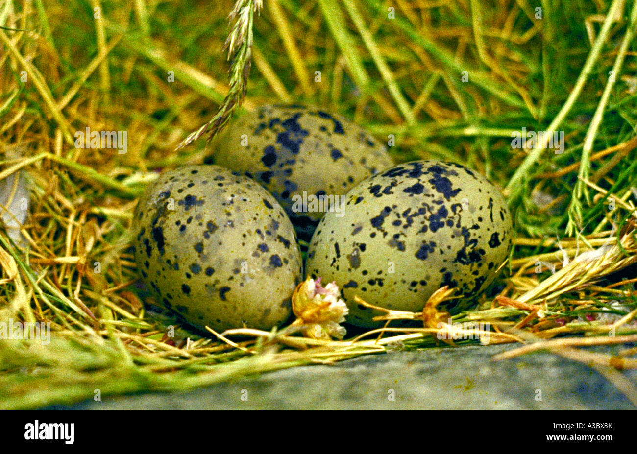 Nest and Eggs of the Common Tern, Sterna hirundo, Sternidae Stock Photo