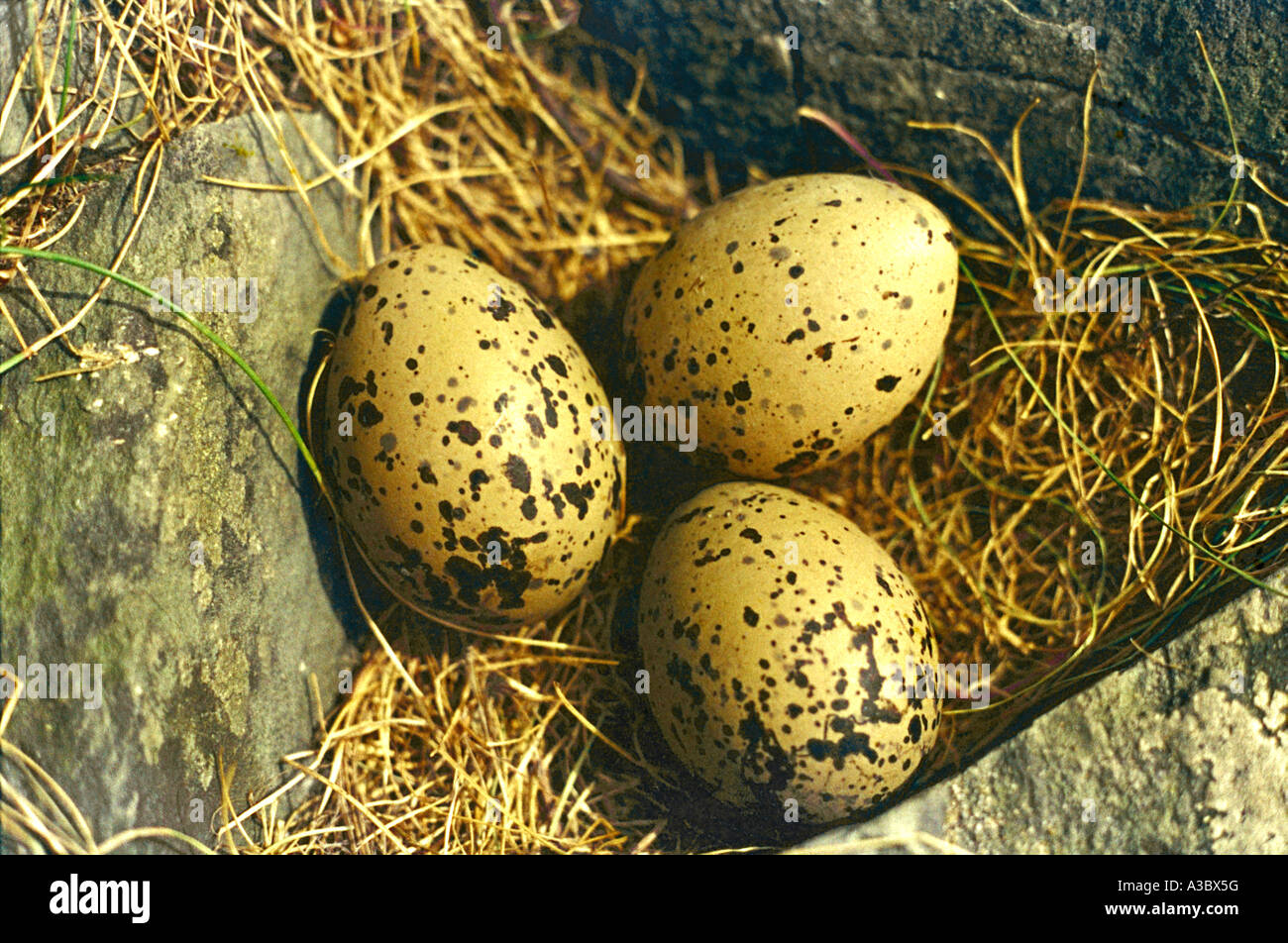 Nest and Eggs of the Common Tern, Sterna hirundo, Sternidae Stock Photo