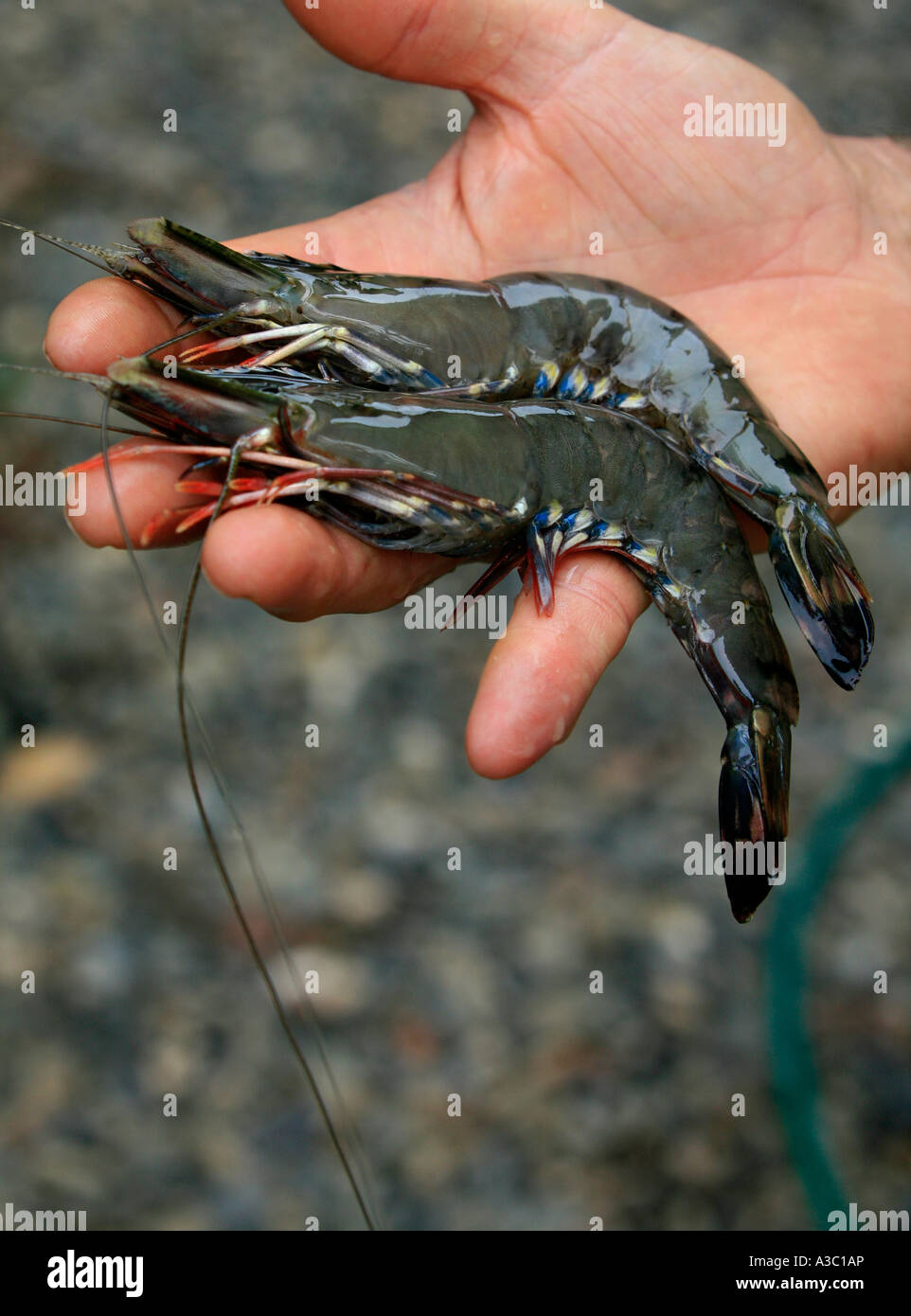 Tiger Prawns Stock Photo