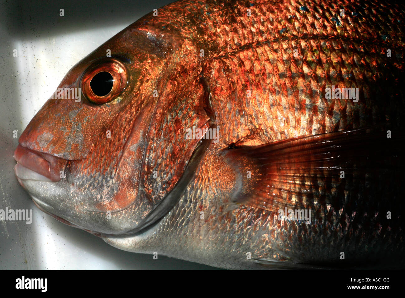 A freshly caught snapper off the New Zealand coast Stock Photo
