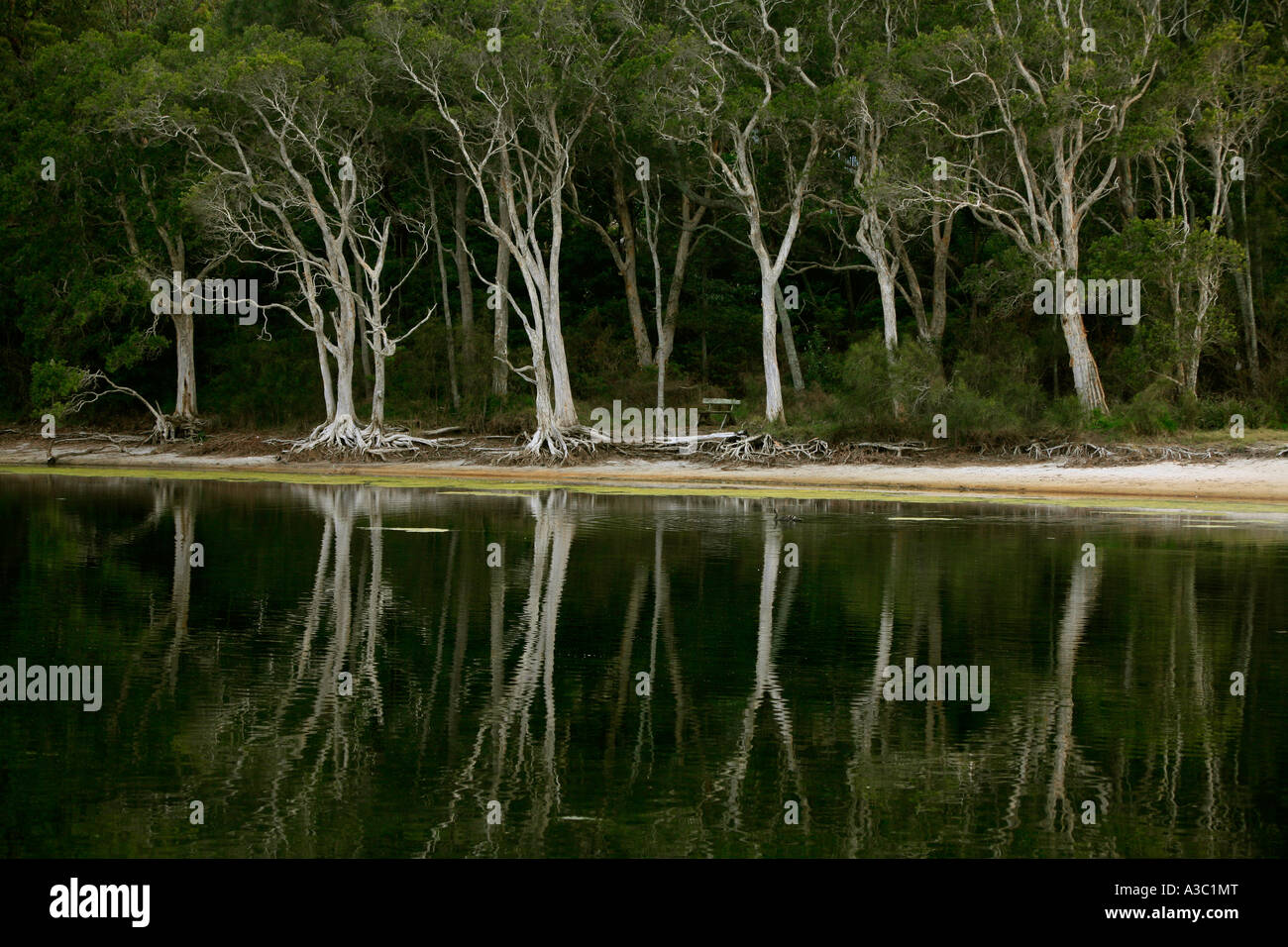 Paperbark trees under stress due to a low watertable on a coastal lagoon in Australia Stock Photo