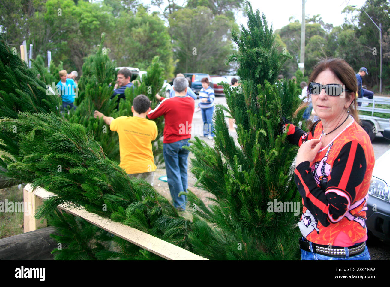Buying a Christmas tree in Australia Stock Photo Alamy