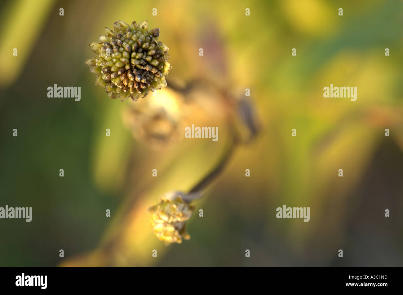 flowers with no petals Stock Photo Alamy