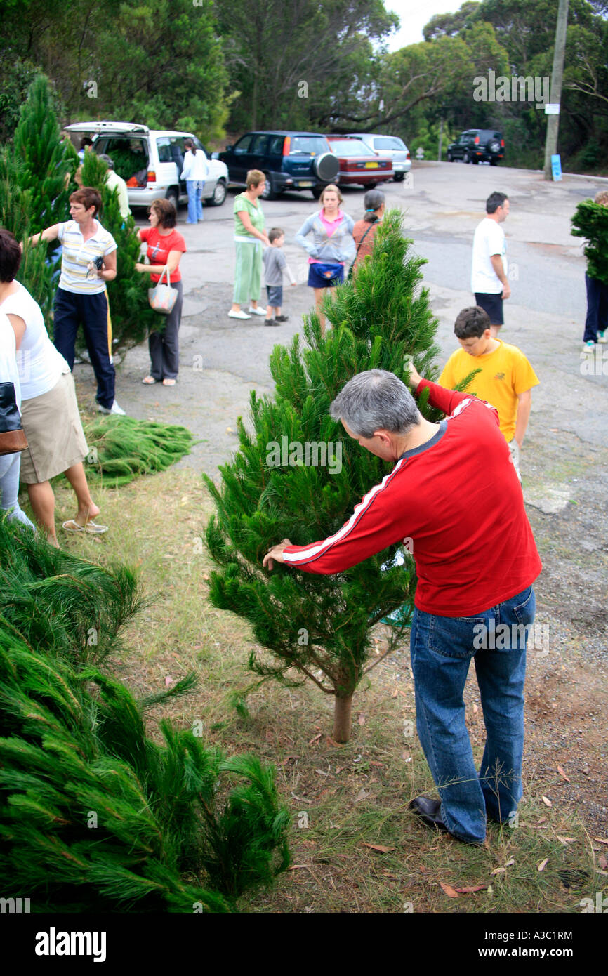 Scouts christmas trees hires stock photography and images Alamy