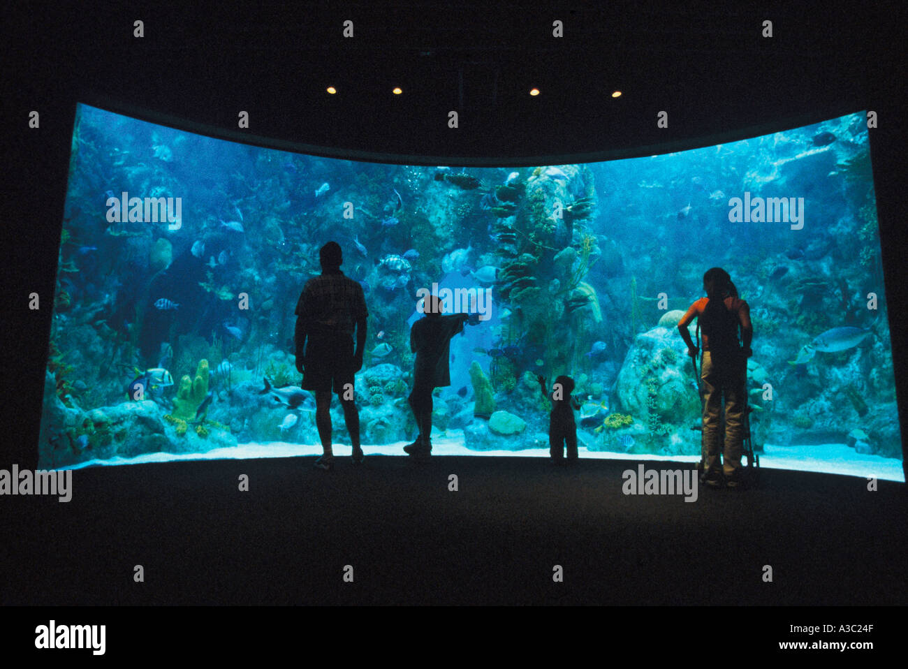 Group of people standing in front of a large aquarium admiring the fish at the Albuquerque Biological Park Stock Photo
