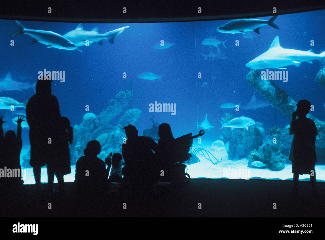 People standing in front of large aquarium admiring the fish sharks at the Albuquerque Biological Park Stock Photo