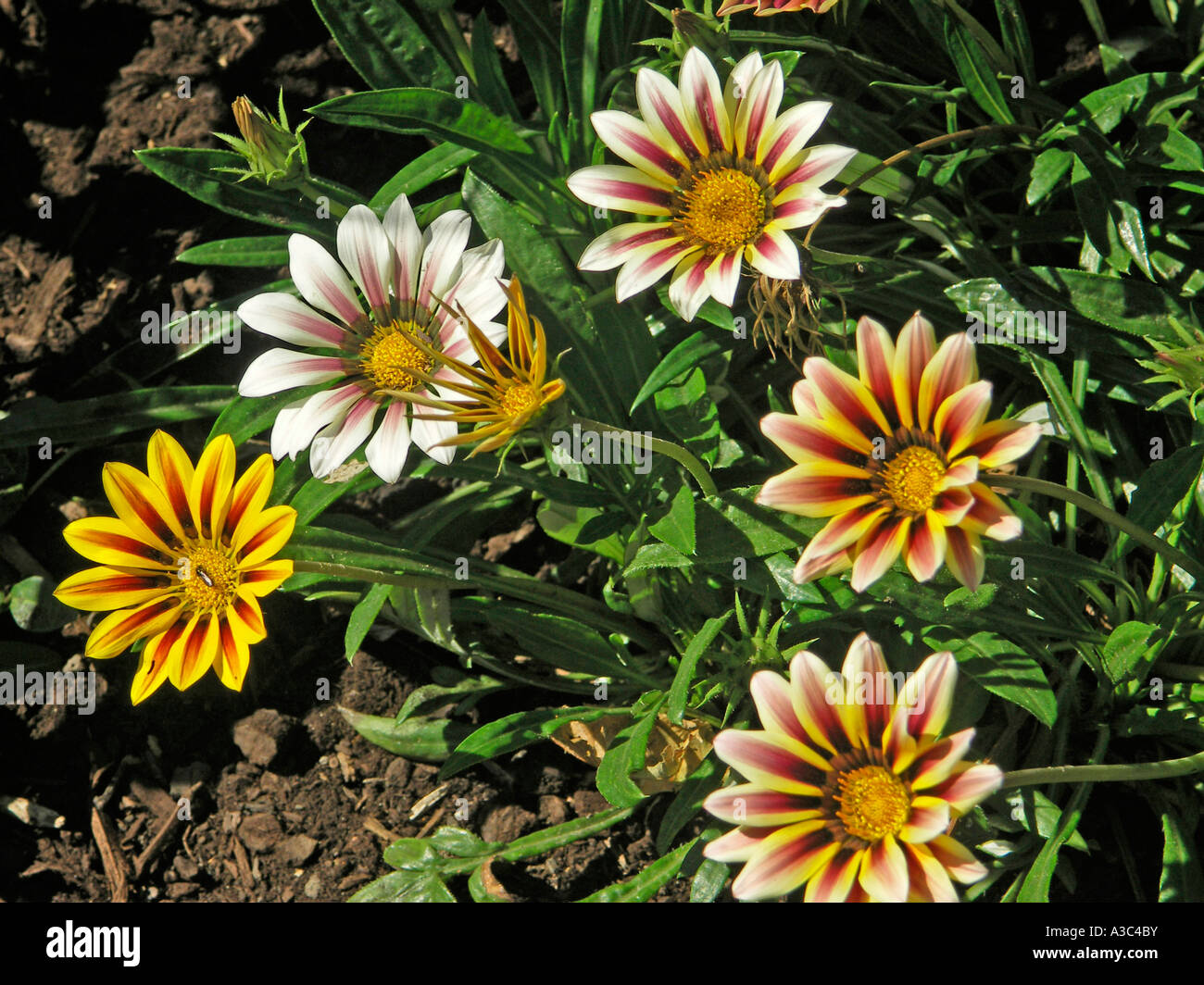 Gazania rigens hires stock photography and images Alamy