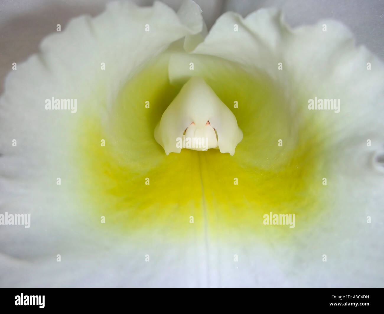 extreme closeup of the center of a white Cattleya orchid Stock Photo